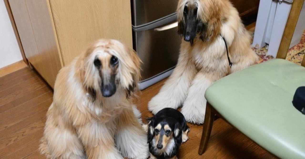 Afghanhound の新着タグ記事一覧 Note つくる つながる とどける