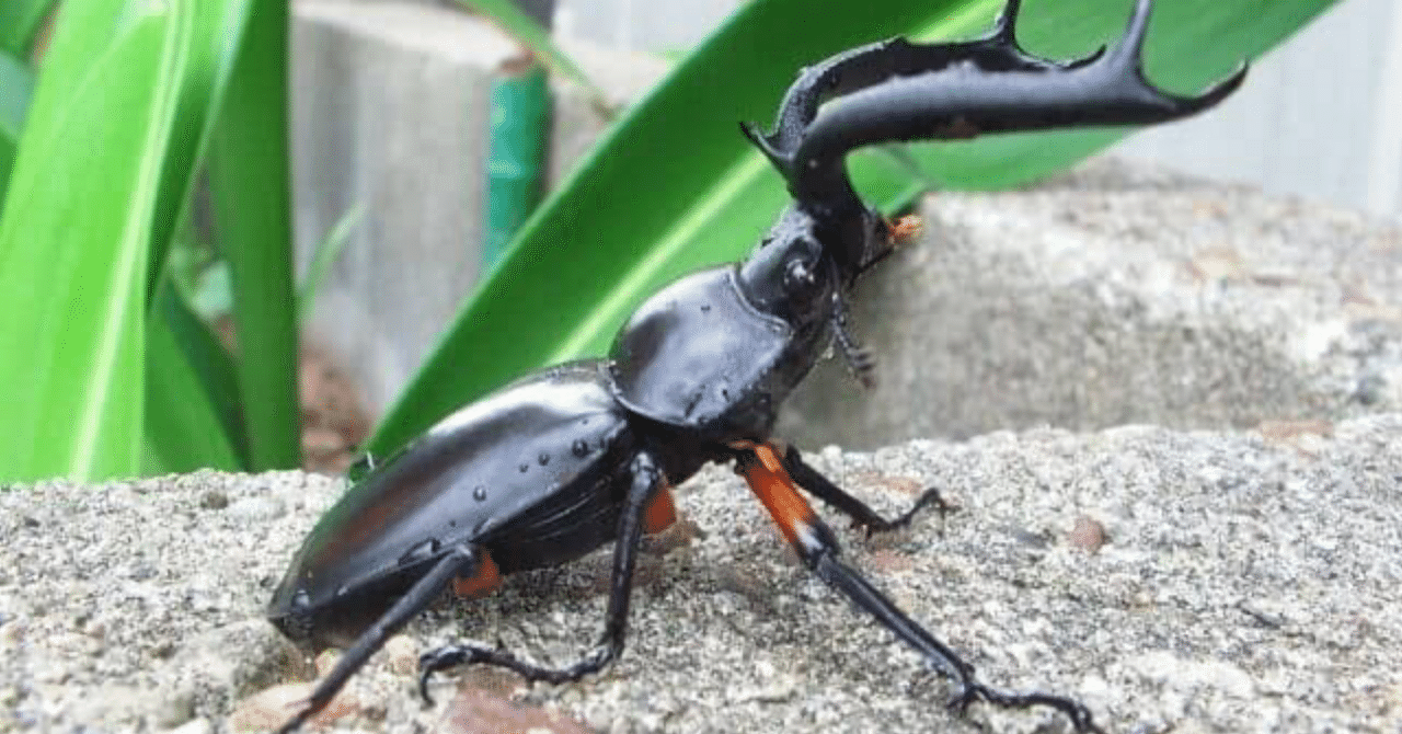 ディディエールシカクワガタ WDF2 ♂64mm ♀39mm キャメロンハイランド産 ディディエールシカクワガタ（ゲンティンハイランド産 ）☆♂68,♀39