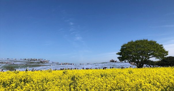 坂部恵『モデルニテ・バロック―現代精神史序説』／『坂部恵―精神