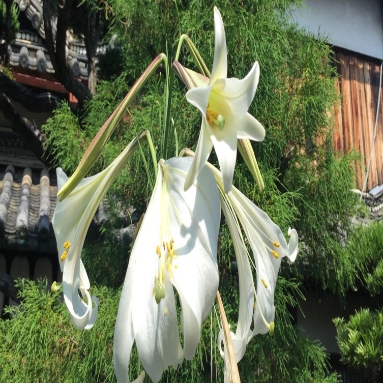 鶴の掛軸　大石順教尼 鶴の掛軸 大石順教尼 鶴の掛軸 大石順教尼