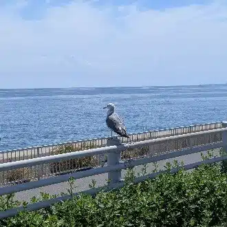 よなよな