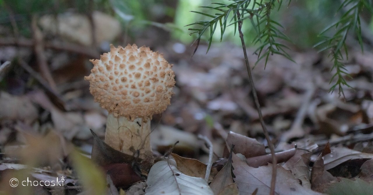 きのこ散歩＊2025/8 帳尻あわせの大雨の後｜ちょこすき～☆きのこ