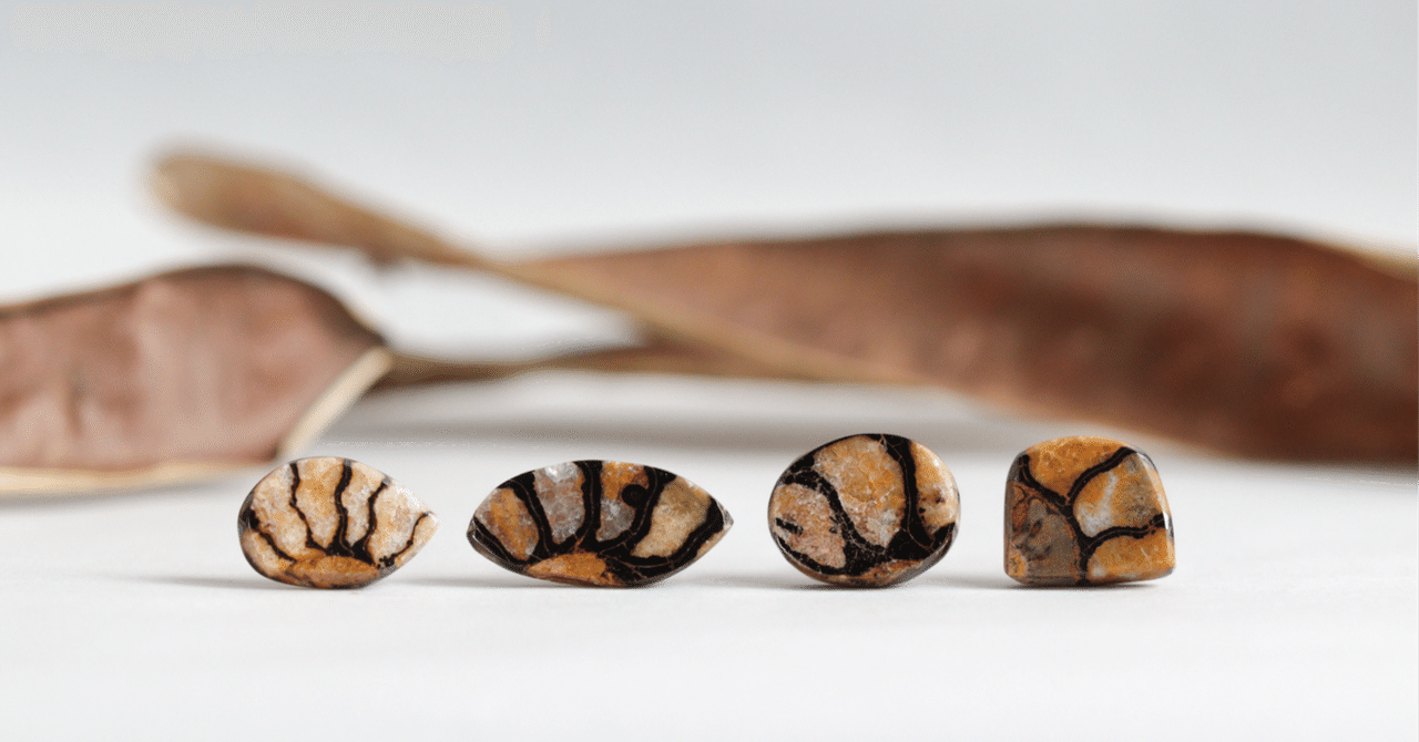 かわいい！赤ちゃんアンモナイト標本 LL かわいい希少！赤ちゃん