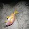 ゆーま