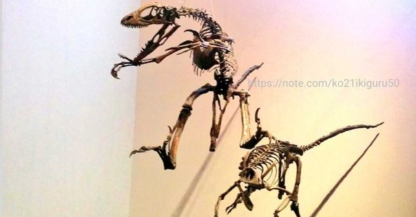 恐竜　イグアノドンの骨　本物 イグアノドン | 恐竜のしっぽ -図鑑-