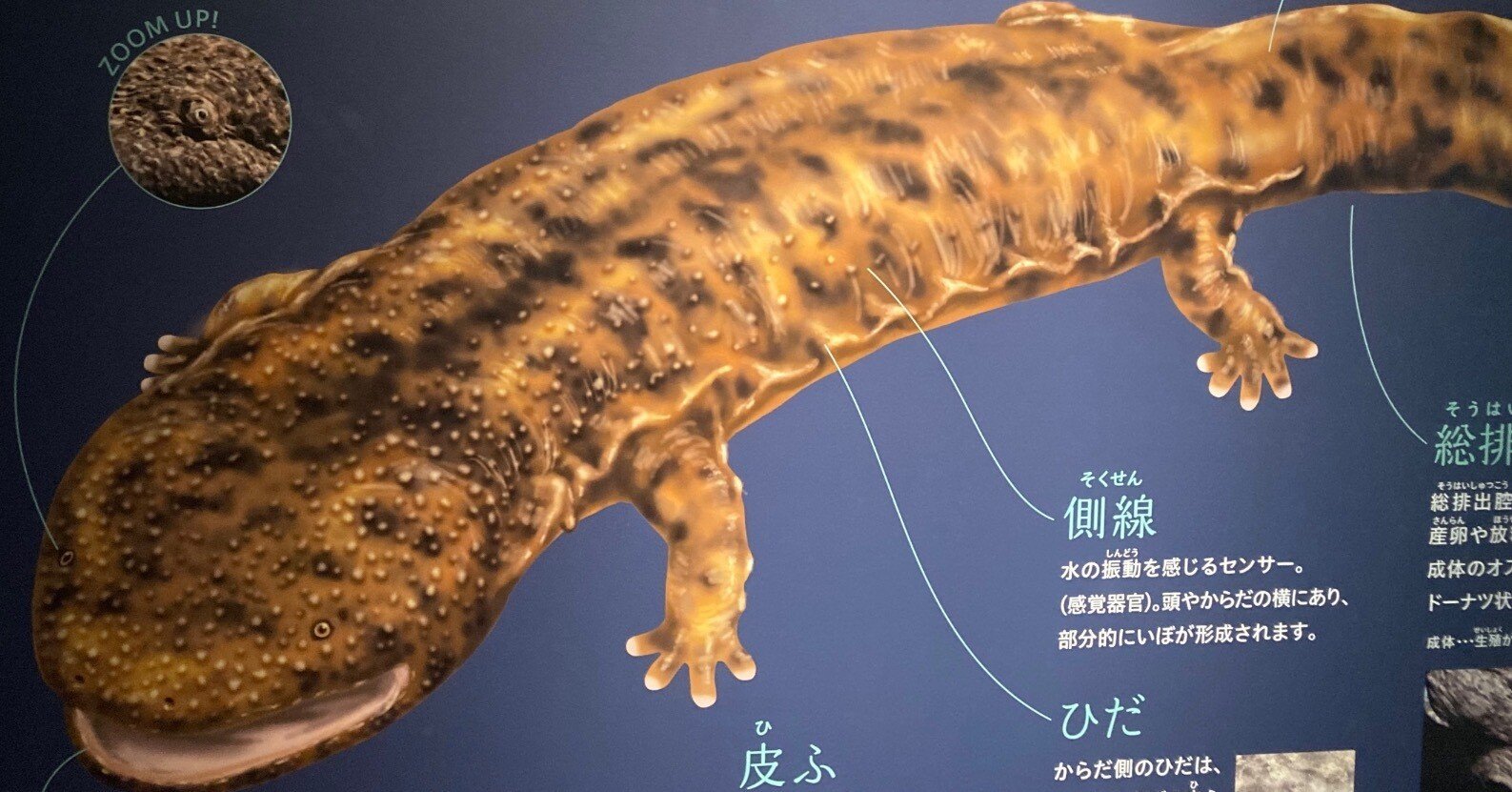 b2b80e5b62f501ebfb8fe5dc7a9a67