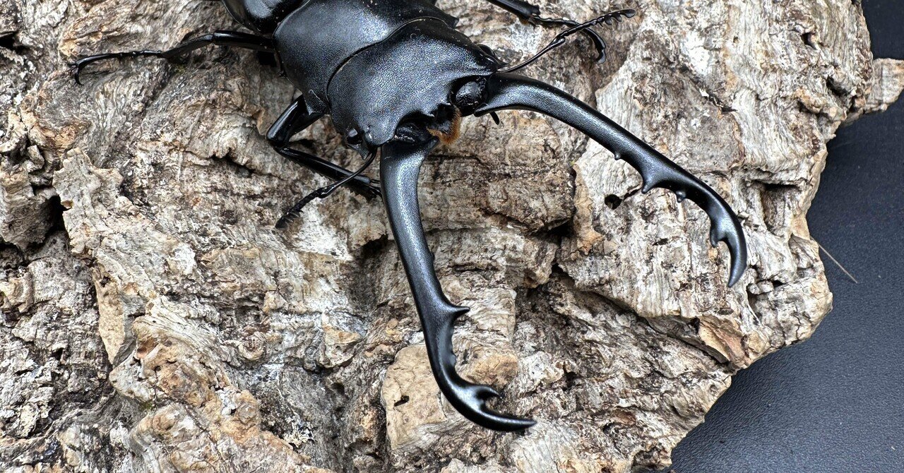 フレンチギアナ産　アクタエオンゾウカブト　99mm 標本☆野外品☆フレンチギアナ産☆アクタエオンゾウカブト♂85