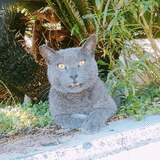 沖縄猫