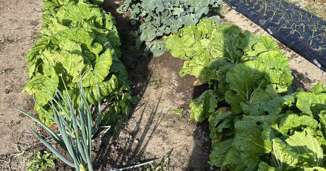 野菜作りと気づき-第一回-｜イエスマン＝光三
