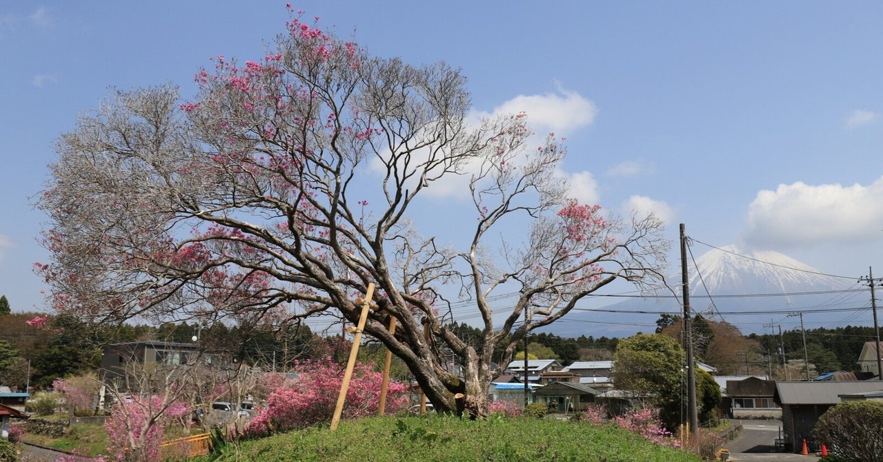 133.台風で折れた樹齢600年の猪之頭のミツバツツジ｜sasayan