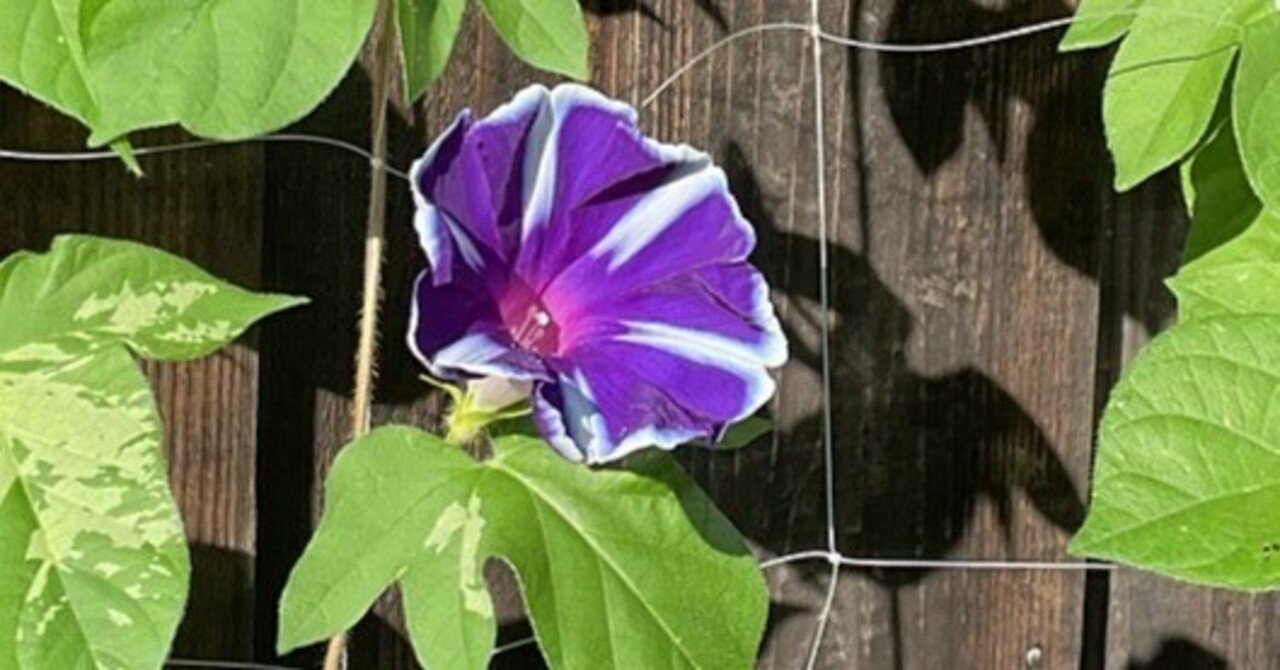 新顔朝顔｜こぢんまり