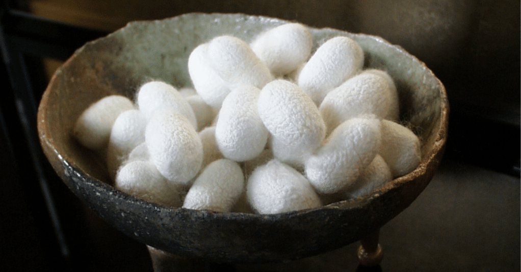 神様に関係する蚕（かいこ）信仰の全貌｜株式会社カネタ