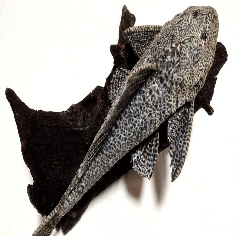 プレコの剥製を作ってみた｜魚道部！/ 剥製師 力石眞弘 (ﾁｶﾗｲｼ ﾏｻﾋﾛ)