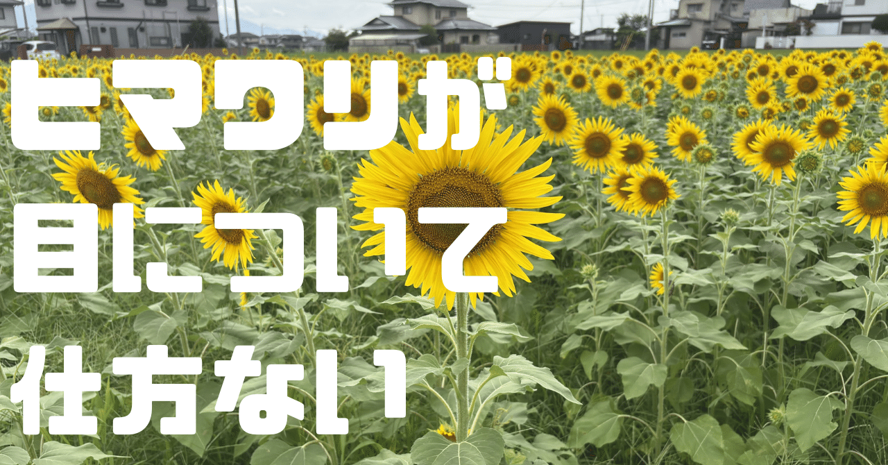 松前町のせいで）ヒマワリが目について目について💦｜＃ヒキダシ