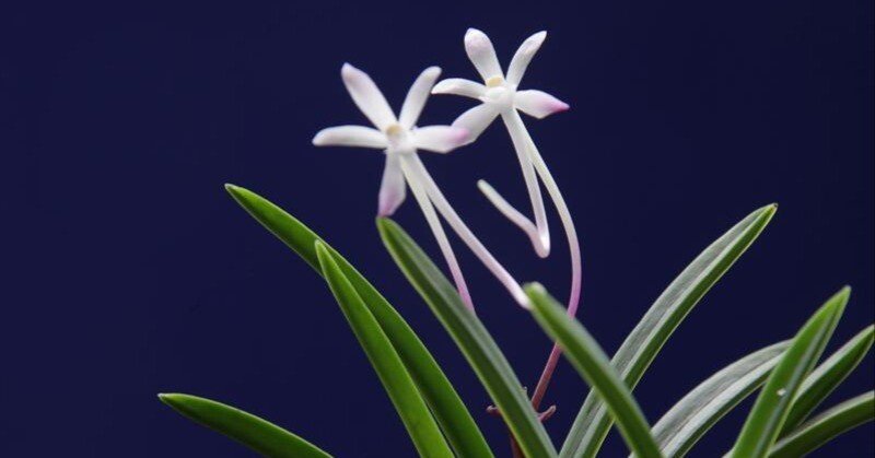 富貴蘭「綾錦」の花｜KJ Morison