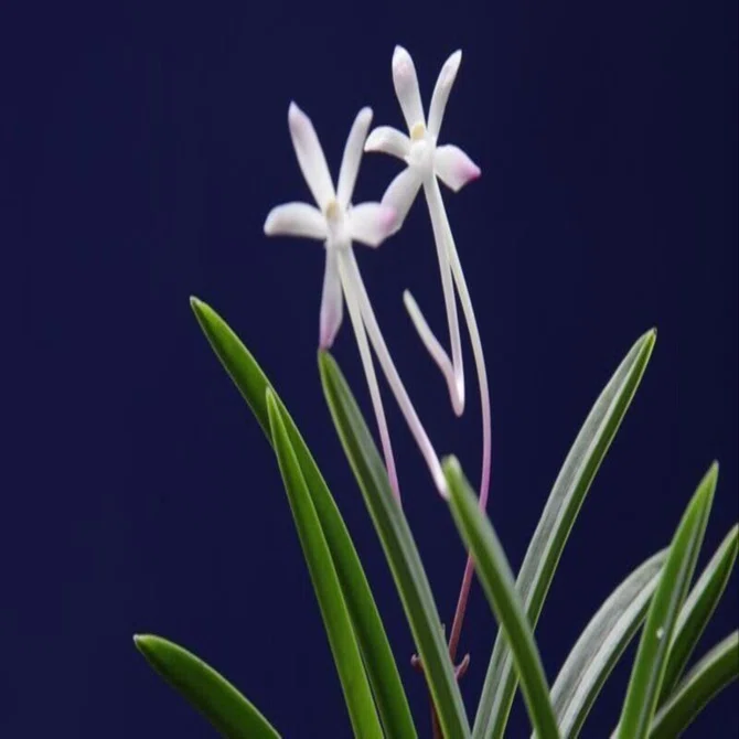 正月大特価　富貴蘭　綾錦　本性　赤花　2条2子付き 富貴蘭「綾錦」の花｜KJ Morison