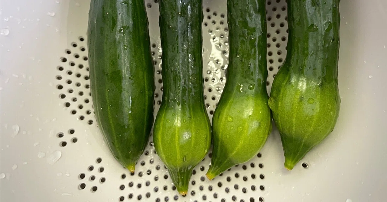 キュウリを常温保存していたら尻が膨張！びっくりするけど食べられるよ｜okise