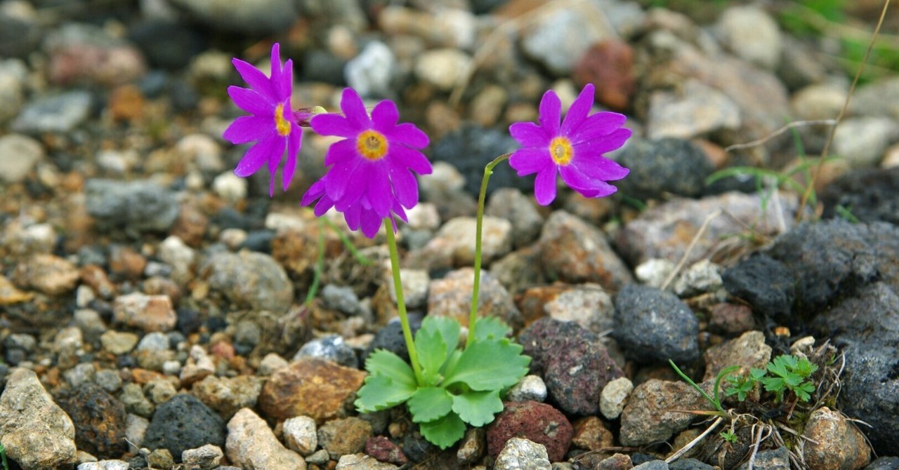 rectangle_large_type_2_dc05fbc