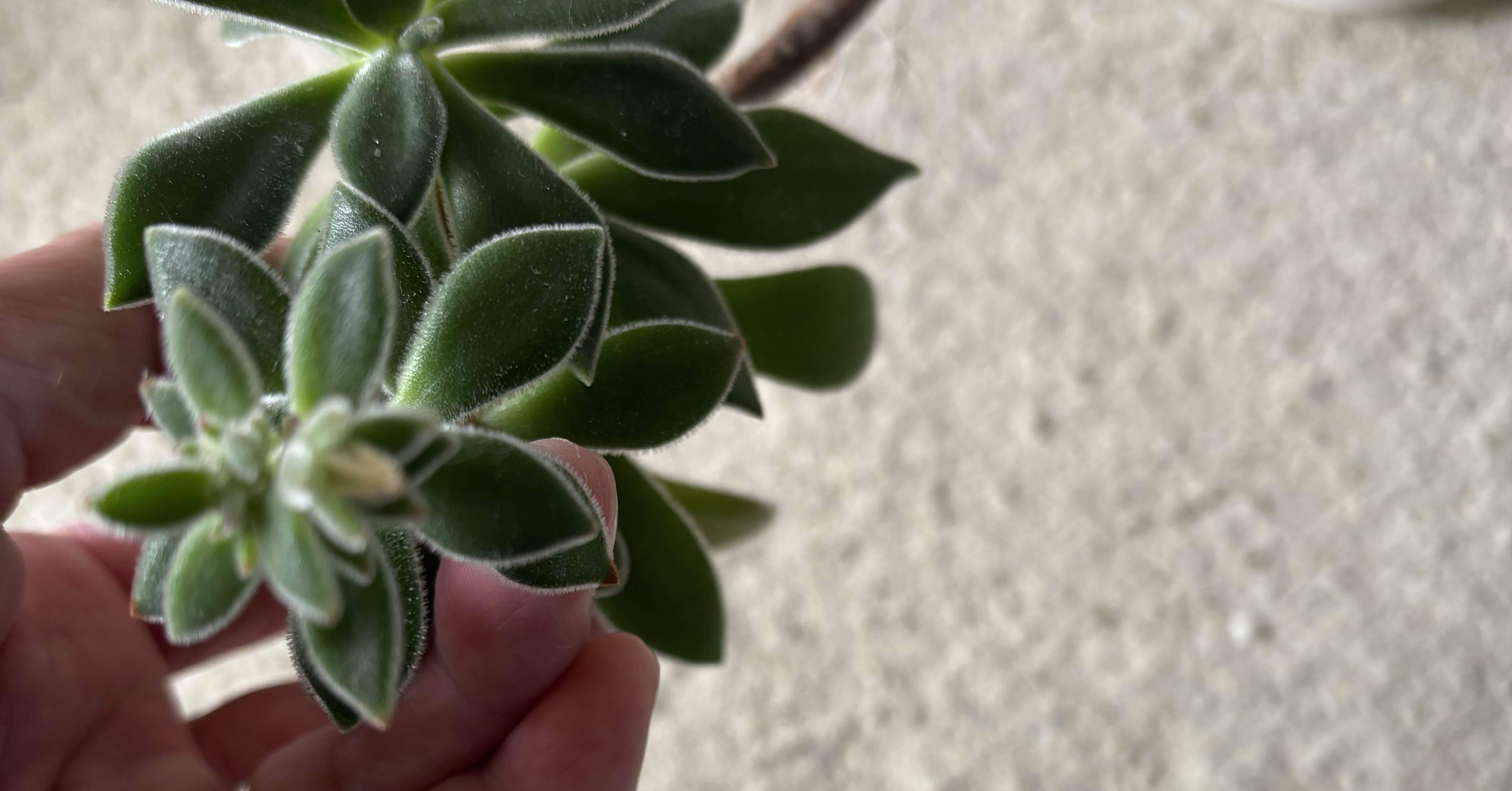 うちの多肉さん（ハムシー）｜カワコ