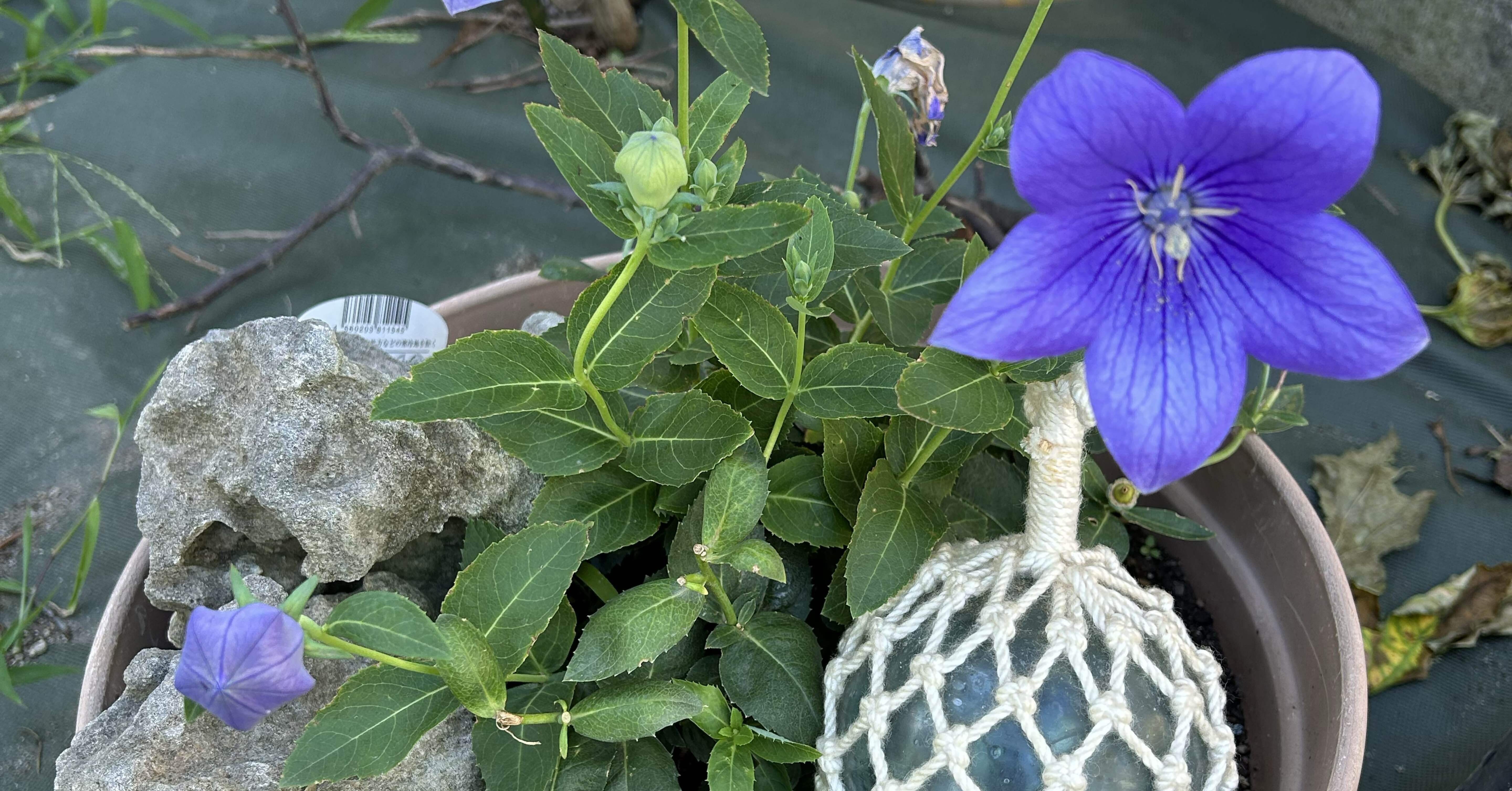 N氏の庭探訪記」⑰桔梗｜takami-chan