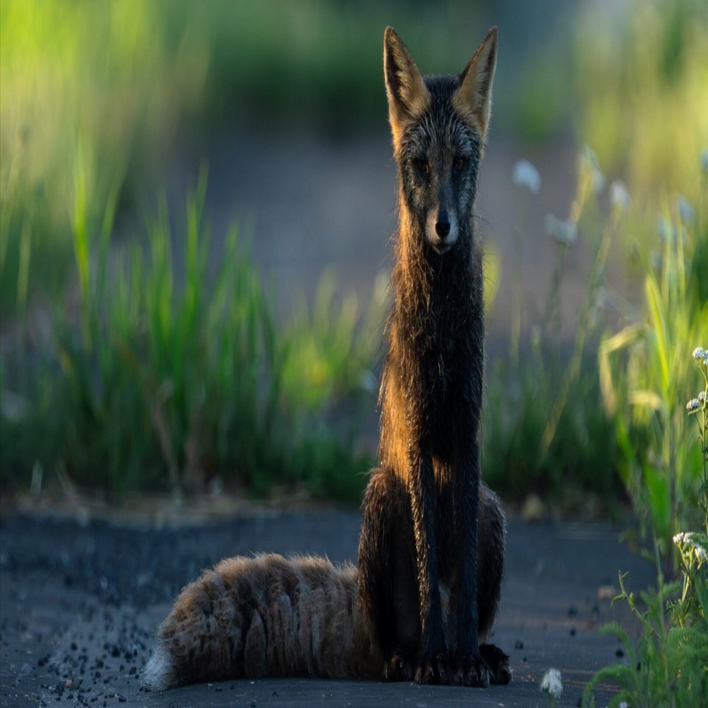 黒い毛並みに十字模様、神と呼ばれたキツネ｜別海町地域おこし協力隊