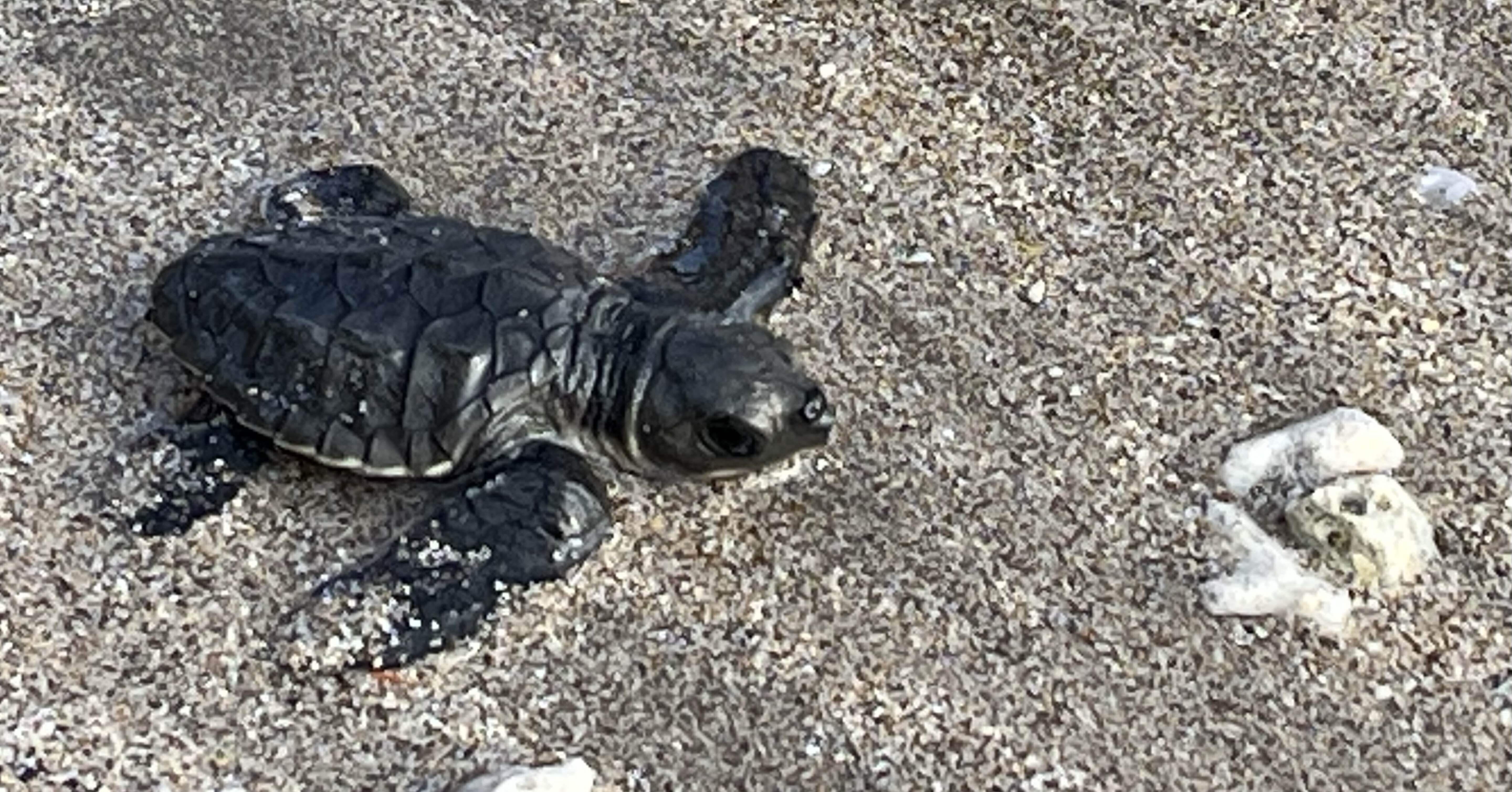 バリ島 Aug 2025 part.7 ウミガメ放流のボランティアに参加@Bali Sea