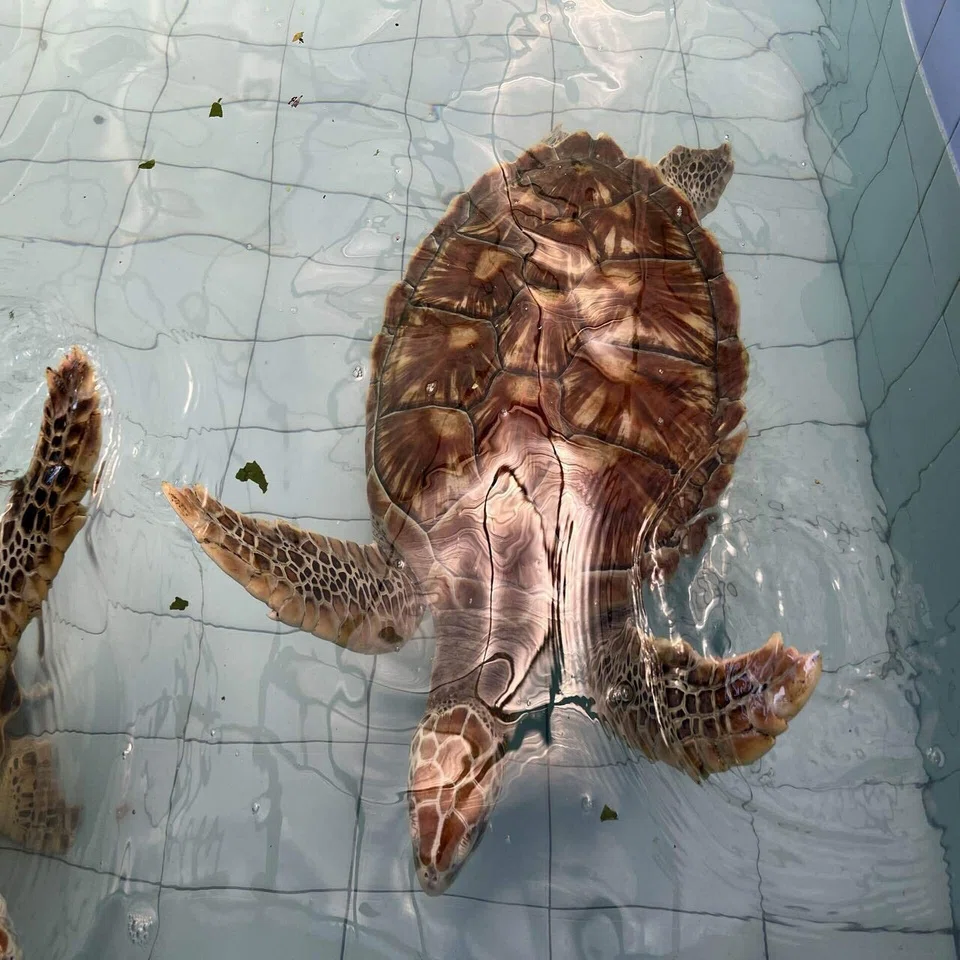 バリ島 Aug 2025 part.6 極楽サヌールビーチ&Sea Turtle Village ｜yasu