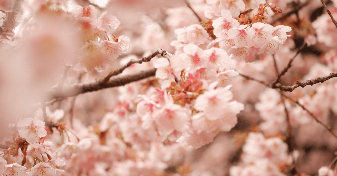 いい どう 会 を でも 桜 見る