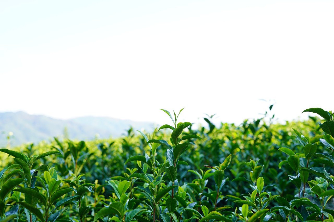 美濃加茂茶舗は独立します｜伊藤 尚哉(naoya ito)