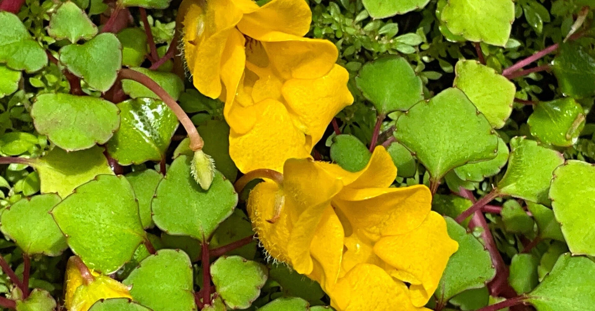 インパティエンス・レペンス（京都府立植物園）：2025年10月8日（水