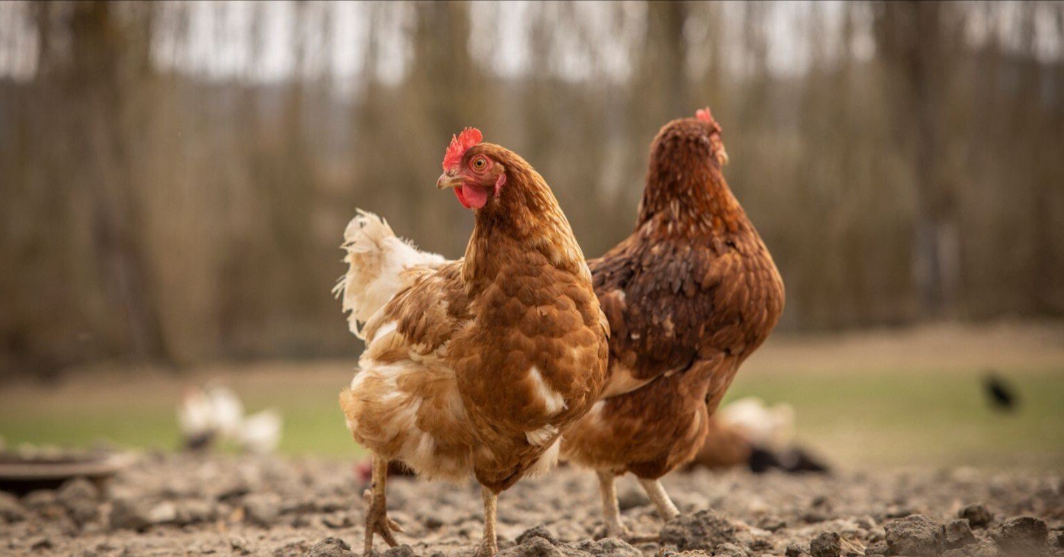 1998133a0eef1d997b6d253ebba862