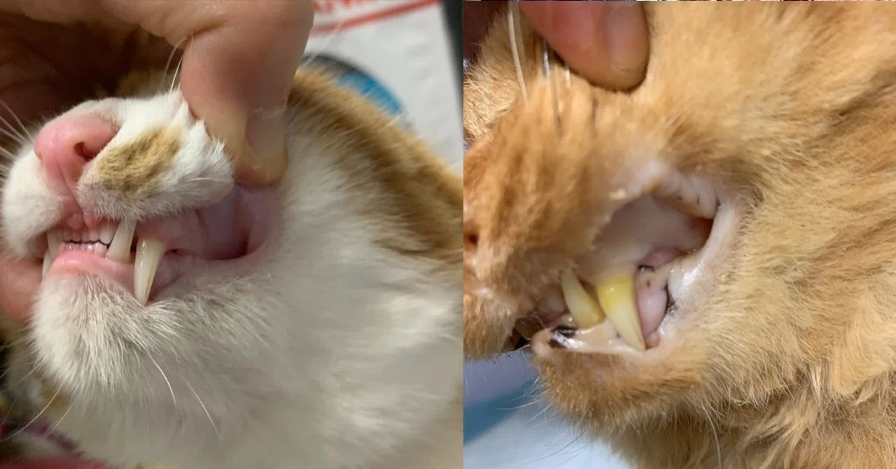 日々、猫助けのまるさんの活動ノート 〜体調管理編〜｜カールパパ｜note