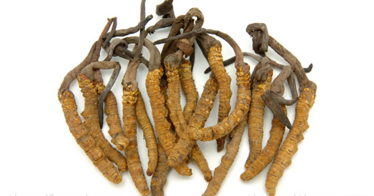 最新｜冬虫夏草：古代の薬用菌から現代のスーパーフードへ