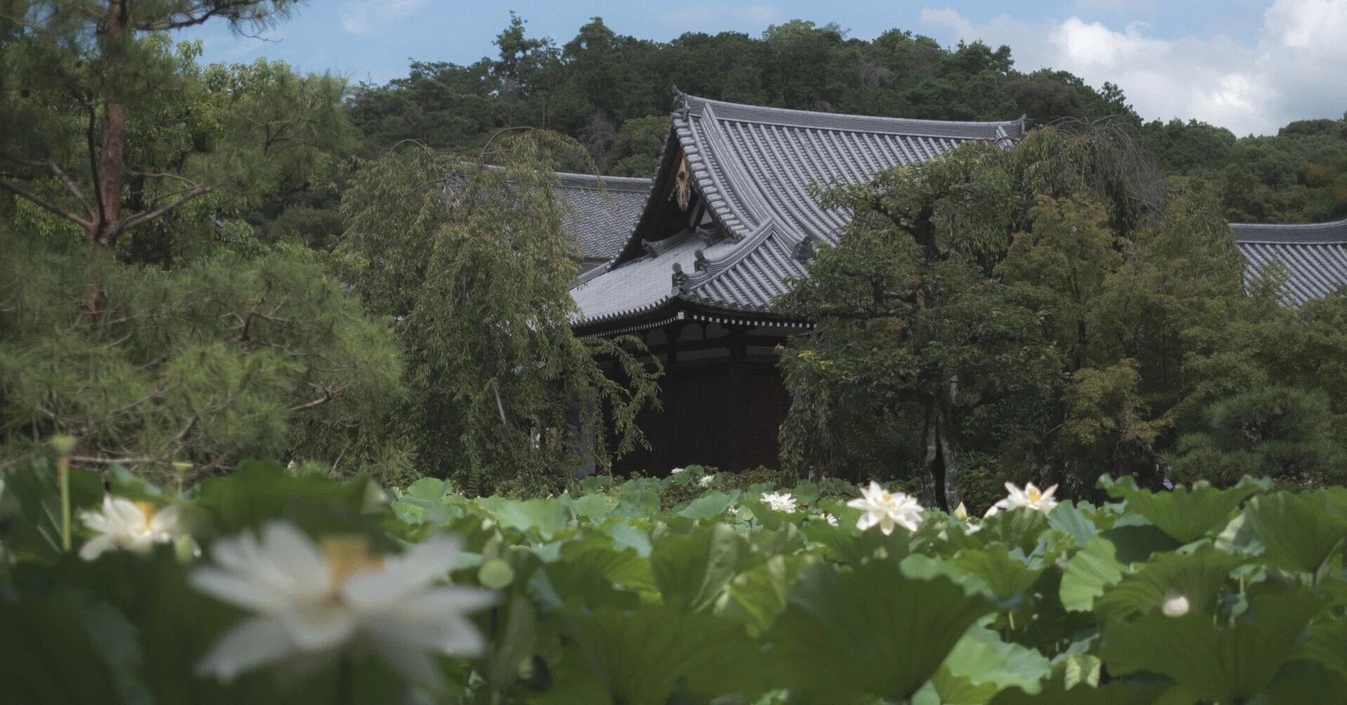 法金剛院：蓮｜日本花卉文化株式会社