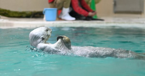 オホーツク水族館のラッコたち｜ロフタス