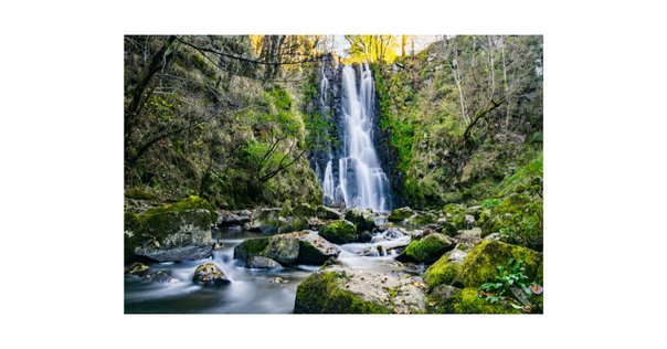 交渉中⚠️#484：ぎふの名山名木　岐阜の自然観察ガイドシリーズ① 交渉中⚠️#484：ぎふの名山名木 岐阜の自然観察ガイドシリーズ①