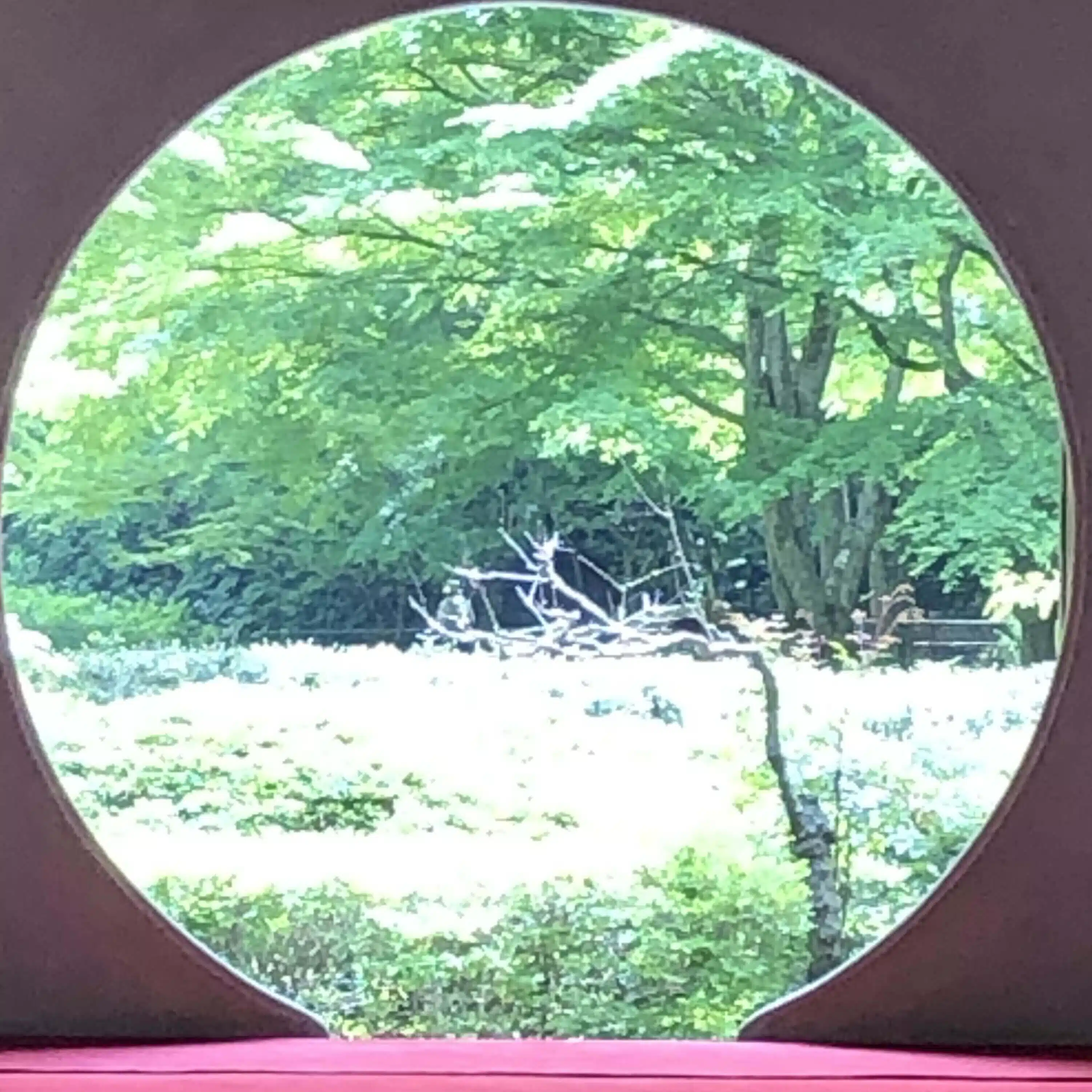 雪野音芽