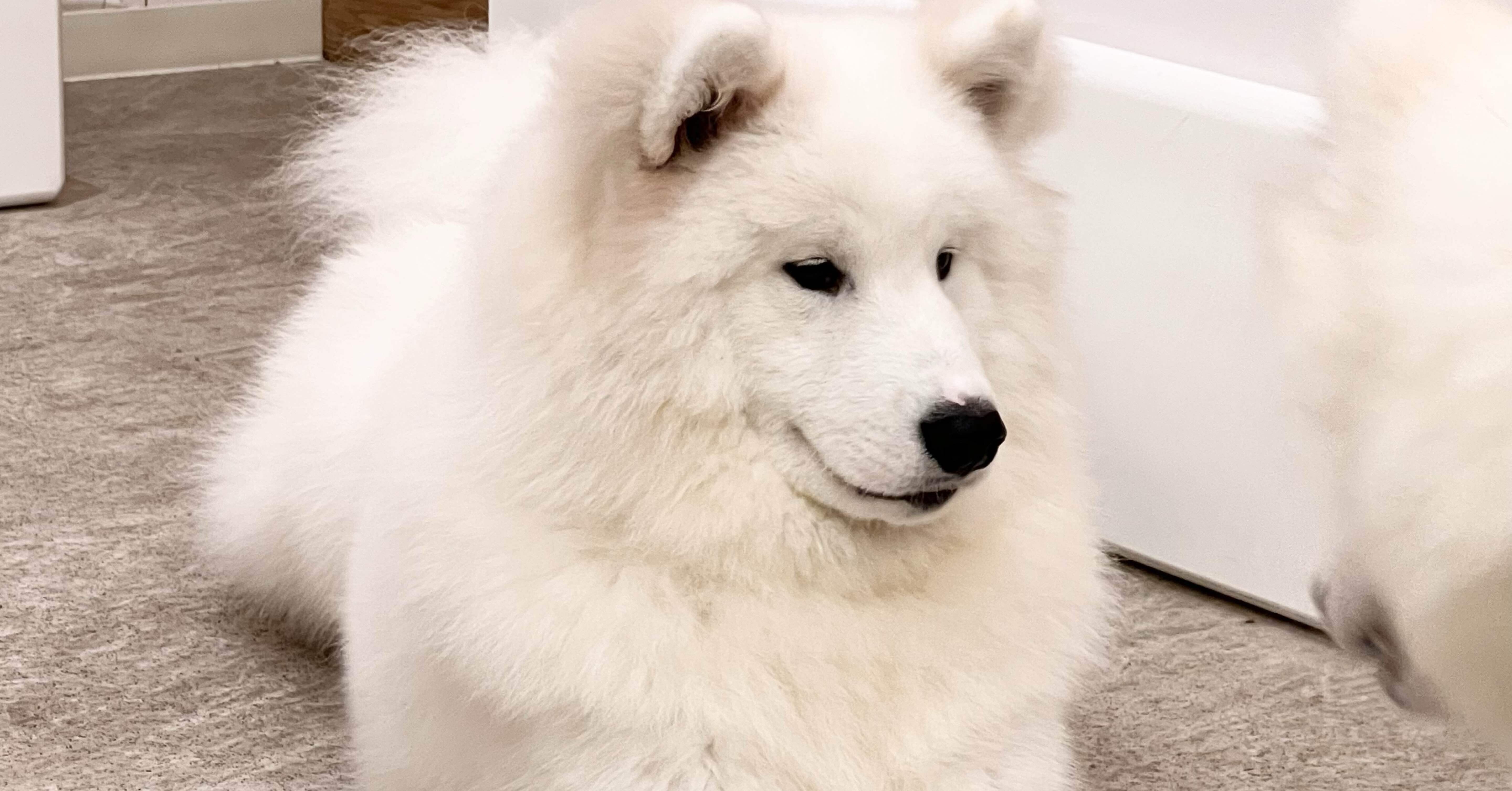 サモエドカフェ行ってきた｜サトシ