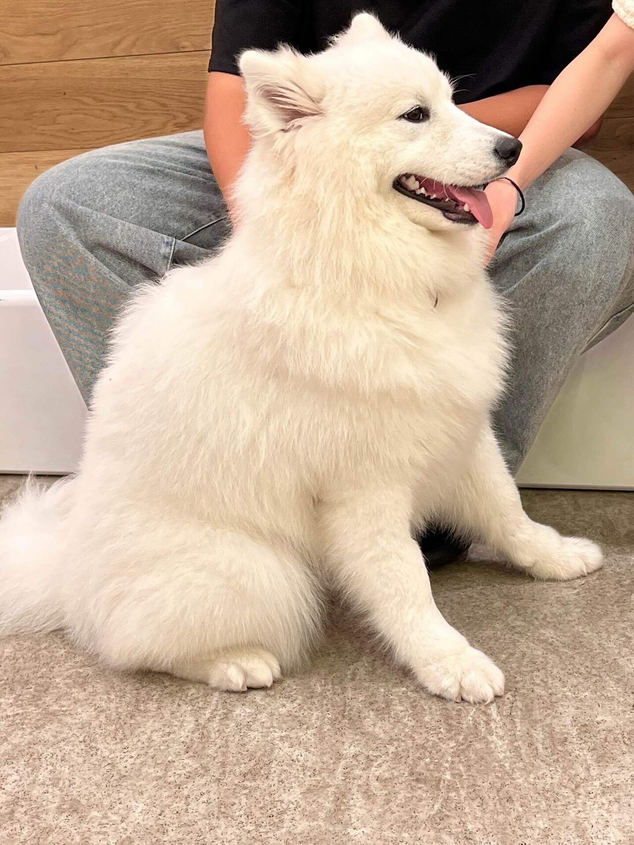 サモエドカフェ行ってきた｜サトシ