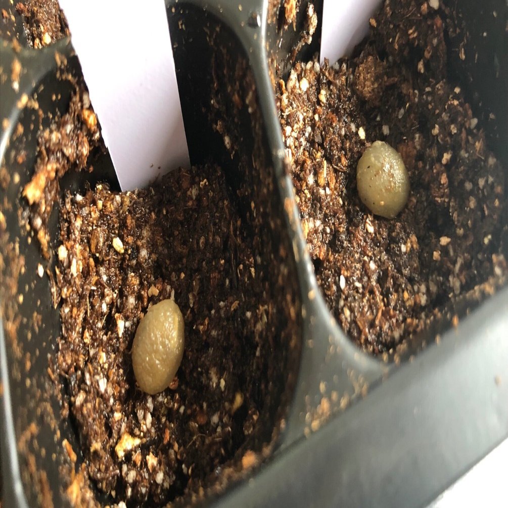 コーヒーの種を蒔いてみました。発芽を目指して育て始めます｜ぶぁんぶ