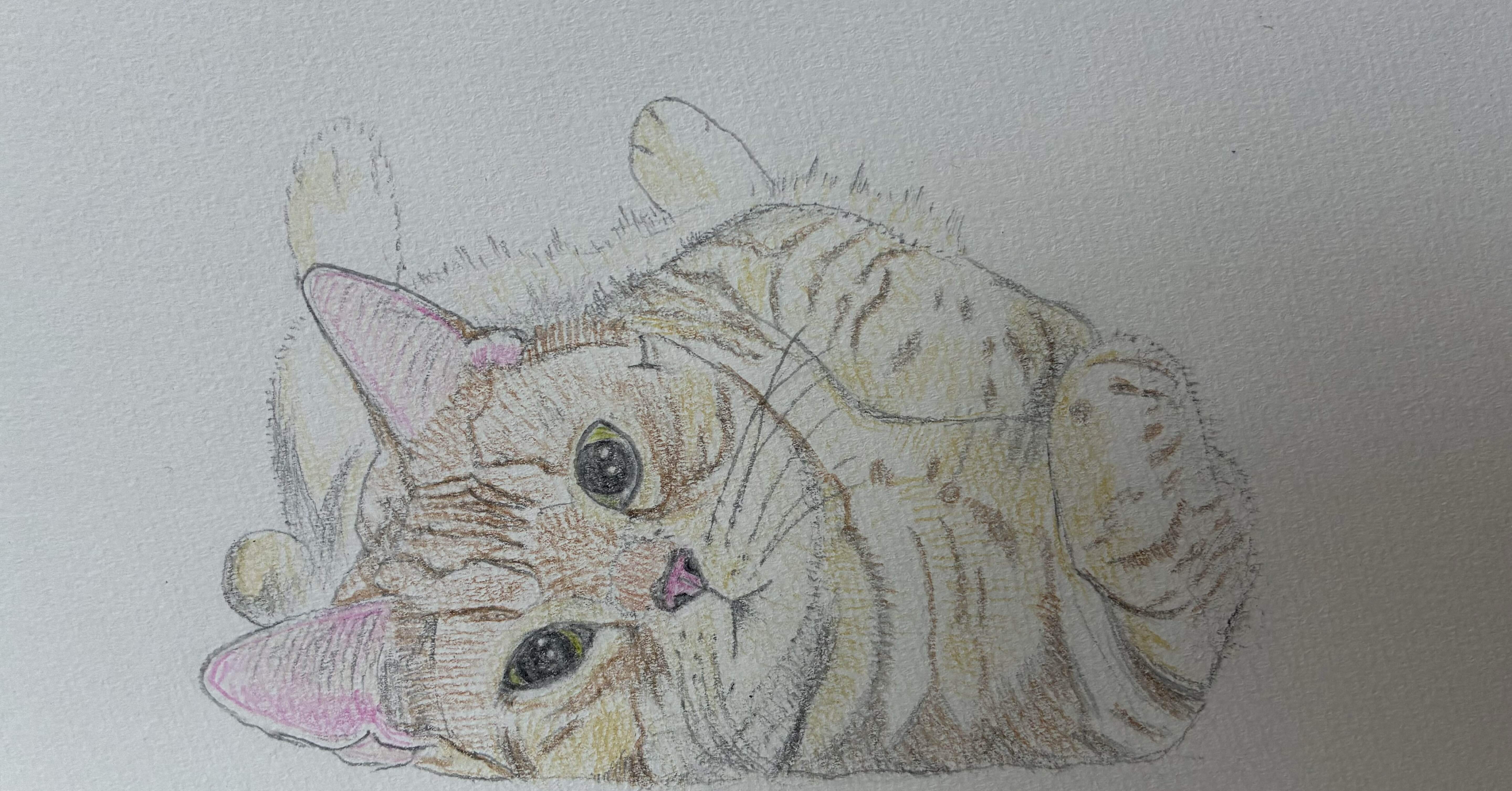 可愛い猫の色鉛筆画です。｜まる