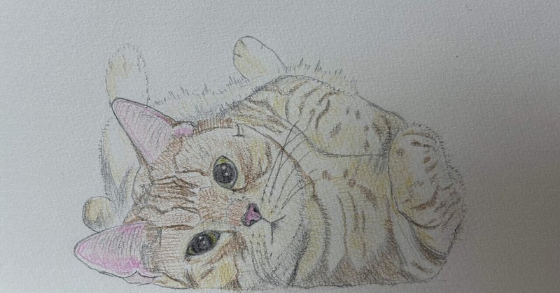 猫の絵 - 色鉛筆画｜まる｜note 