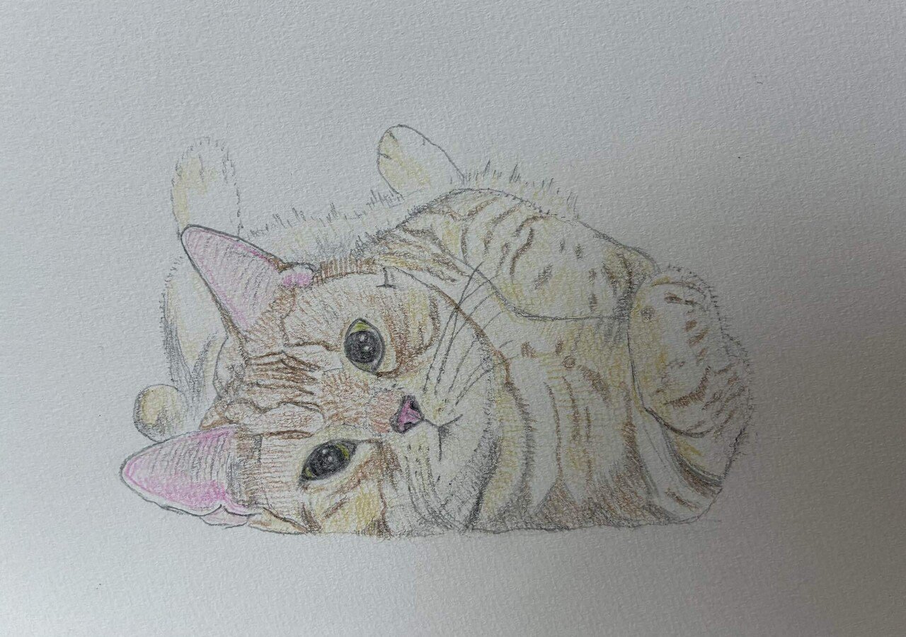 猫の色鉛筆画｜まる