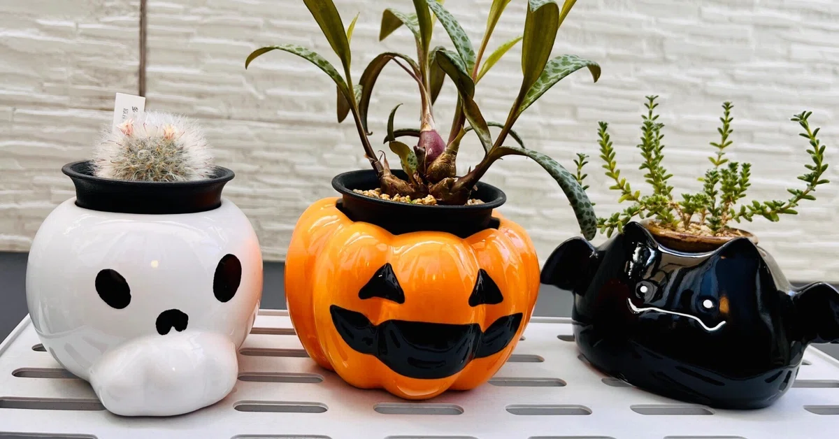 ダイソーでハロウィン植木鉢を買ってみた｜シオ＠西向き部屋で植物と