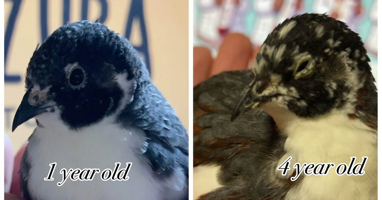 飼い鳥にも忍び寄る「サルコペニア」の影：高齢鳥の筋肉の衰えとその