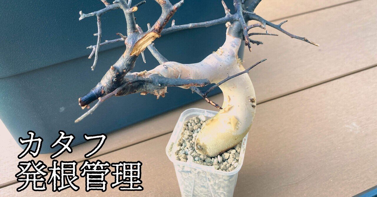 k*9様 コミフォラカタフ　発根管理中株 コミフォラ カタフ】成功は株選びの段階で決まっている【発根