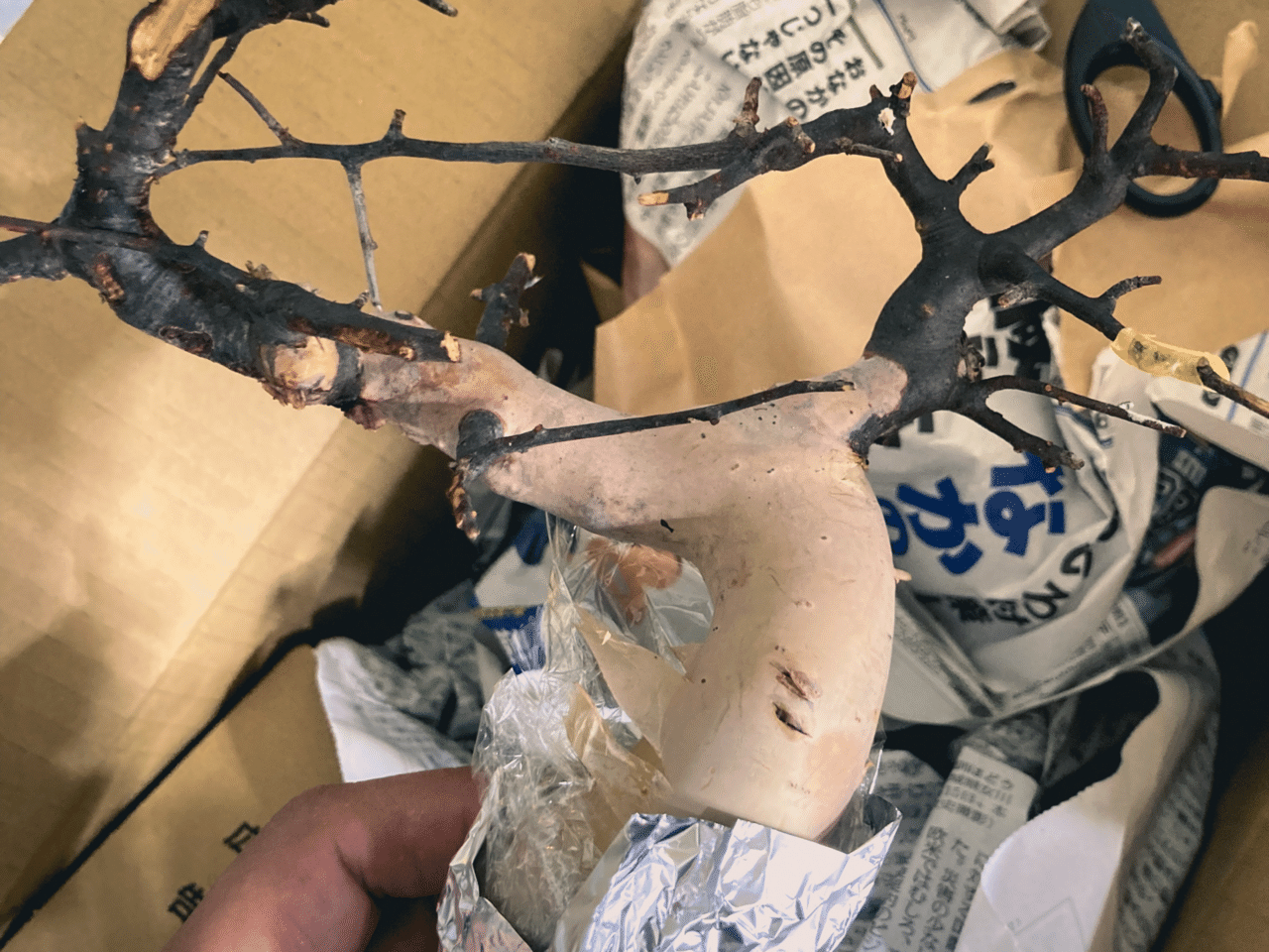 k*9様 コミフォラカタフ 発根管理中株 k*9様 コミフォラカタフ 発根 k*9様 コミフォラカタフ 発根管理中株 k*9様 コミフォラカタフ 発根