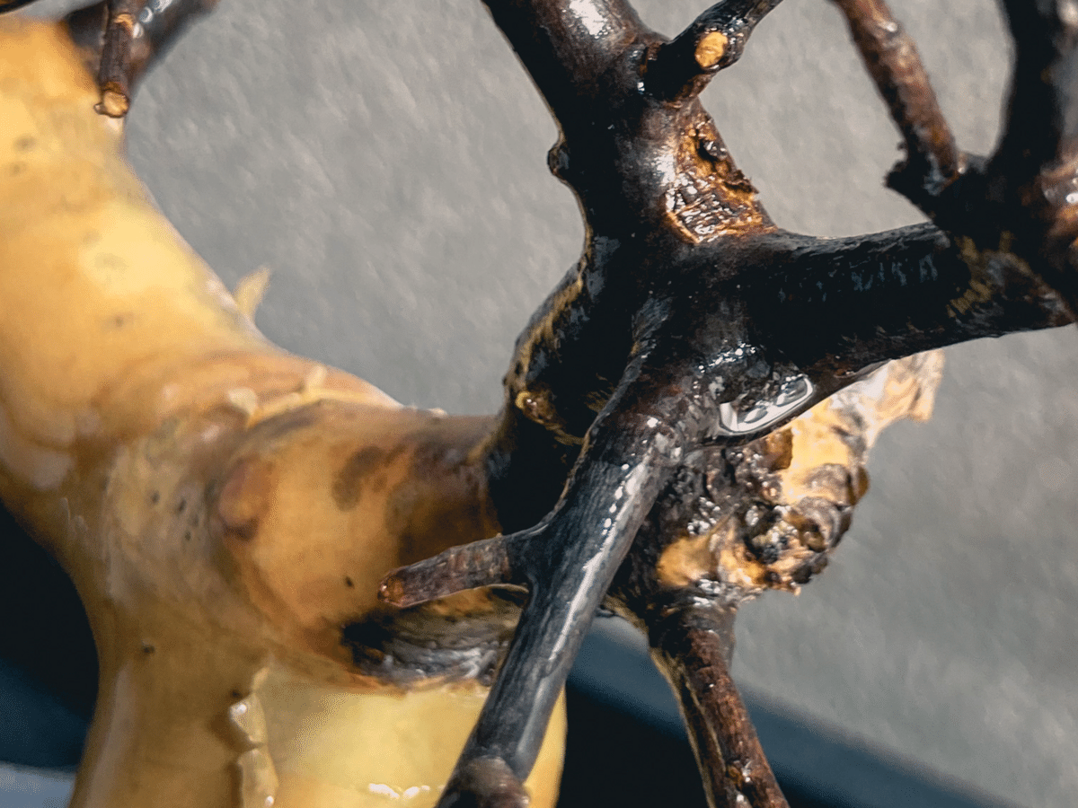 コミフォラ カタフ発根管理（水耕）｜Dg