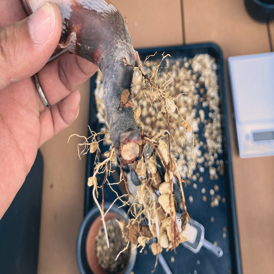 コミフォラ カタフ発根管理（水耕）｜Dg