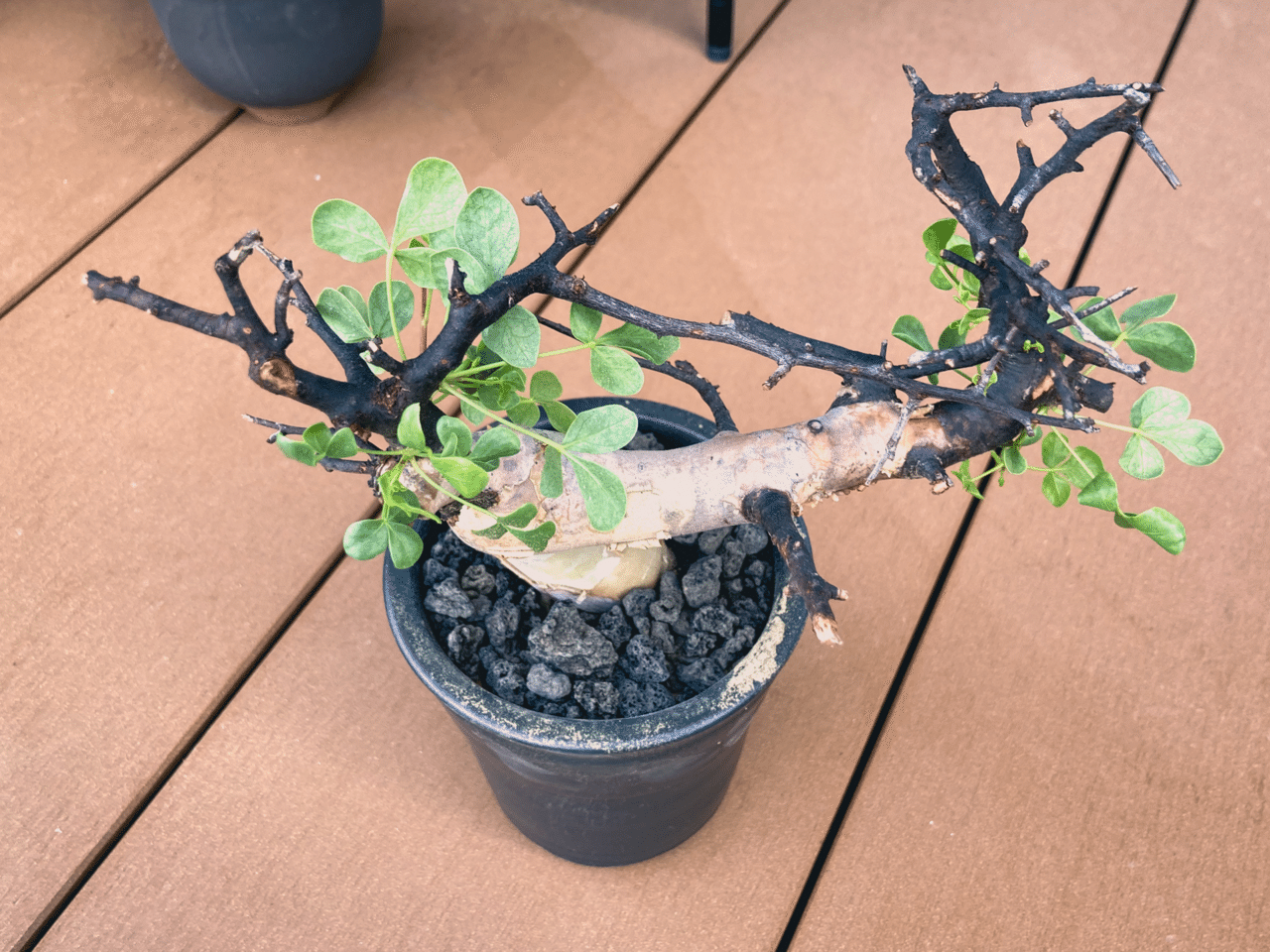 コミフォラ カタフ発根管理(水耕)|Dg コミフォラ カタフ発根管理(水耕)|Dg